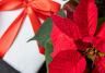 Caring for Christmas houseplants