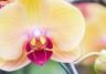 How to grow and care for Orchids