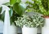 How to make your houseplants happy