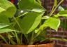 Plant care tips: where to place houseplants