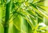 How to grow bamboo