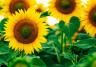  tournesols