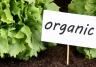 Organic gardening: 10 ways to get started