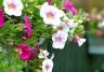 Colourful containers and beautiful baskets