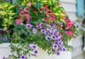 A guide to using pots, tubs and window boxes