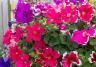 How to plant a hanging basket