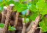 Growing from hardwood cuttings