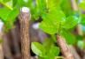 Rooting stems and cuttings