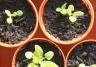 Sowing seeds indoors