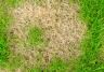 Tackling common lawn problems