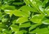La Pause Jardin | Haies