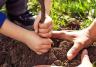 Arbres Feuillus : Planter, Semer