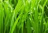 Build a great lawn: a seasonal plan