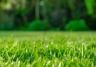 A complete guide to lawn and grass feeding