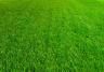 Tips for a better lawn