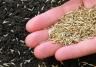 How to sow grass seed for the perfect lawn