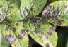 Common leaf problems and diseases 