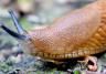 How to get rid of slugs and snails