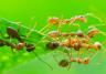 Des Fourmis