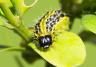 Box Tree (Caterpillar)