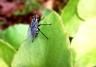 Cabbage root fly