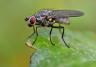 Carrot root fly