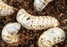 Chafer grubs