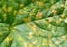 Downy mildew