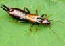 Earwigs