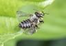 Leaf cutter bee