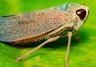 Leafhopper