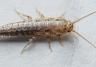 Silverfish