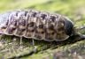 Woodlice