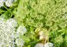 How to remove Giant Hogweed