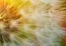 How weedkillers work