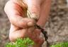 Tackling weeds in the vegetable garden