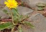 Les Mauvaises Herbes Du Jardin