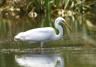 Great White Egret | Restoring Peatland Biodiversity | Evergreen Garden Care