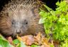 15 hedgehog facts for kids