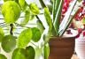 NASA guide to air-filtering houseplants