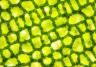 Plant cells: how plants grow