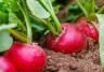 Radishes: the new kale