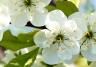 Patio fruit trees