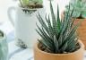 13 amazing ideas for your indoor plants