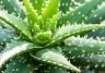 Aloe Vera: the benefits