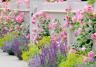 Front garden ideas