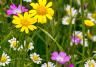 Go wild with British wildflowers