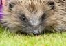 Hedgehog friendly gardens