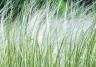 Ornamental grasses