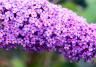 Pruning the Butterfly Bush (Buddleia davidii)